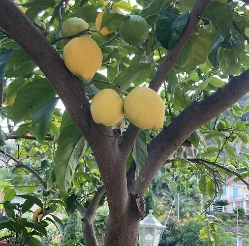 Daire La Cigale Avec Grande Terrasse *