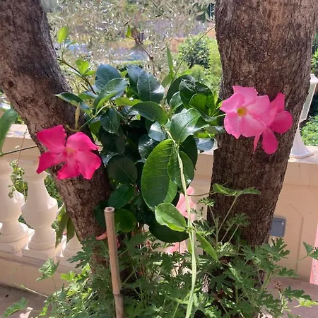 Apartamento La Cigale Avec Grande Terrasse Menton