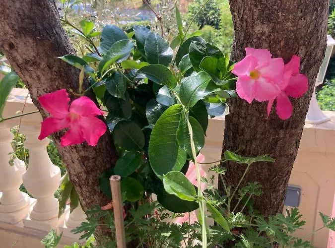 Lejlighed La Cigale Avec Grande Terrasse Menton